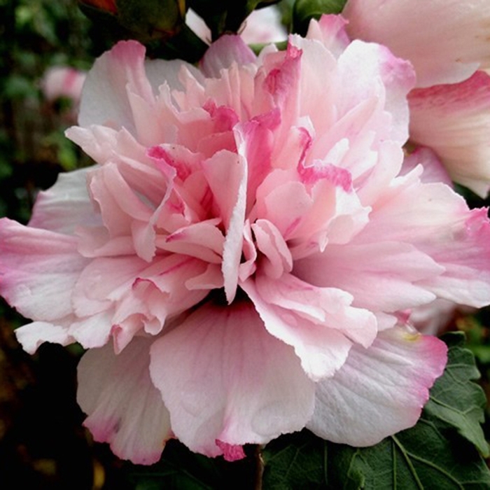 Smoothie™ 'Peppermint Smoothie™' - Hibiscus syriacus (Rose of Sharon)