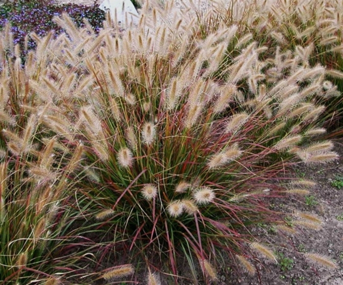 Prairie Winds® 'Desert Plains' - Pennisetum alopecuroides 