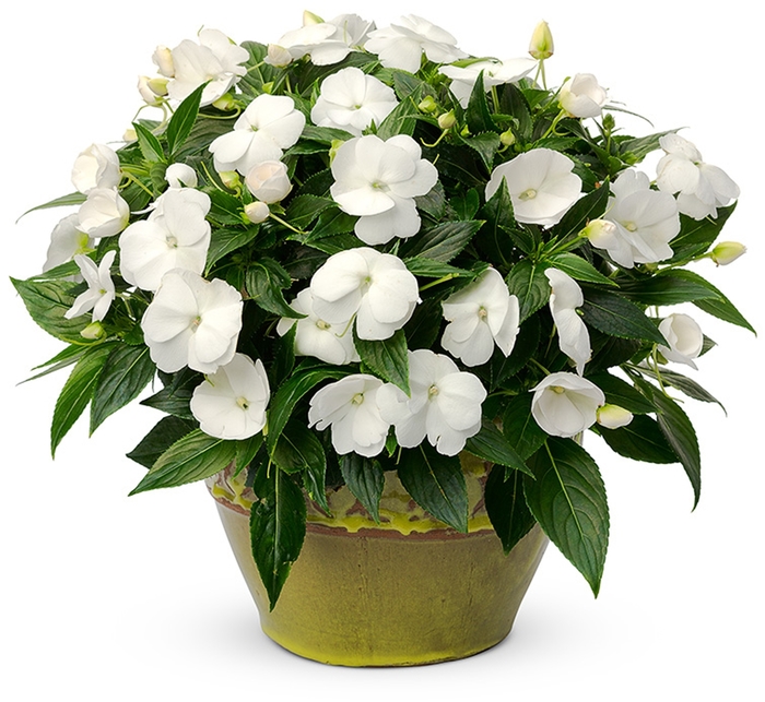 Infinity® New Guinea Impatiens - Impatiens hawkeri 'White' Infinity® New Guinea Impatiens - Impatiens hawkeri 'White'