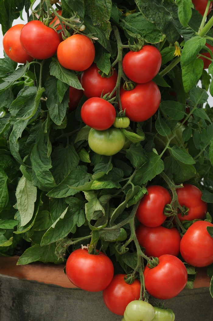 Tomato - Lycopersicon esculentum 'Homeslice'