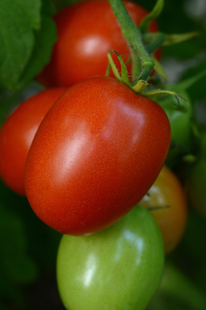 Tomato - Solanum lycopersicum 'Little Napoli'