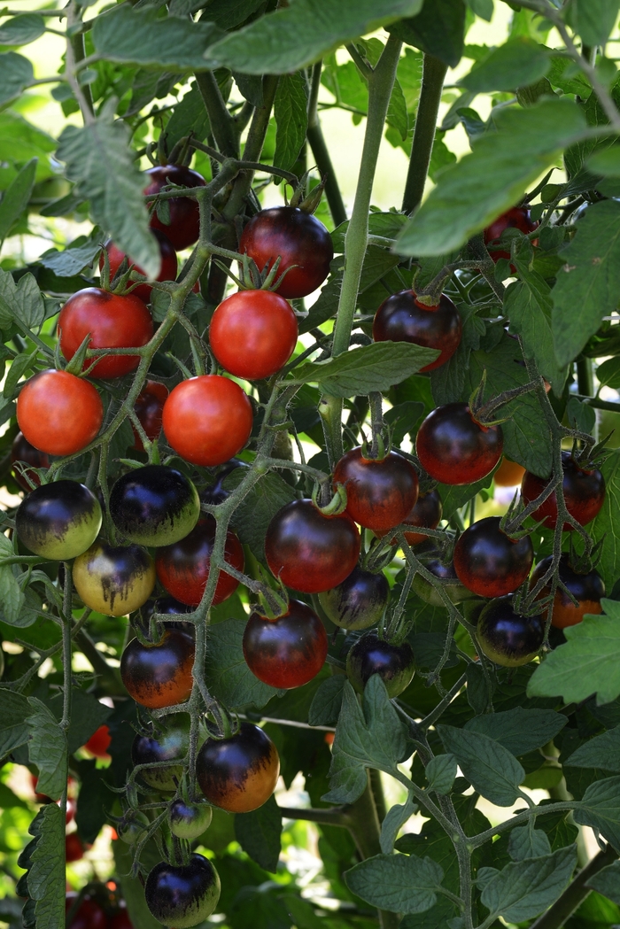 Tomato - Lycopersicon esculentum 'Midnight Snack' Cherry 