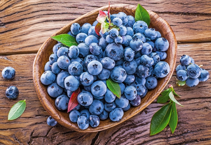 Blueberry - Vaccinium angustifolium 'Blueray' 