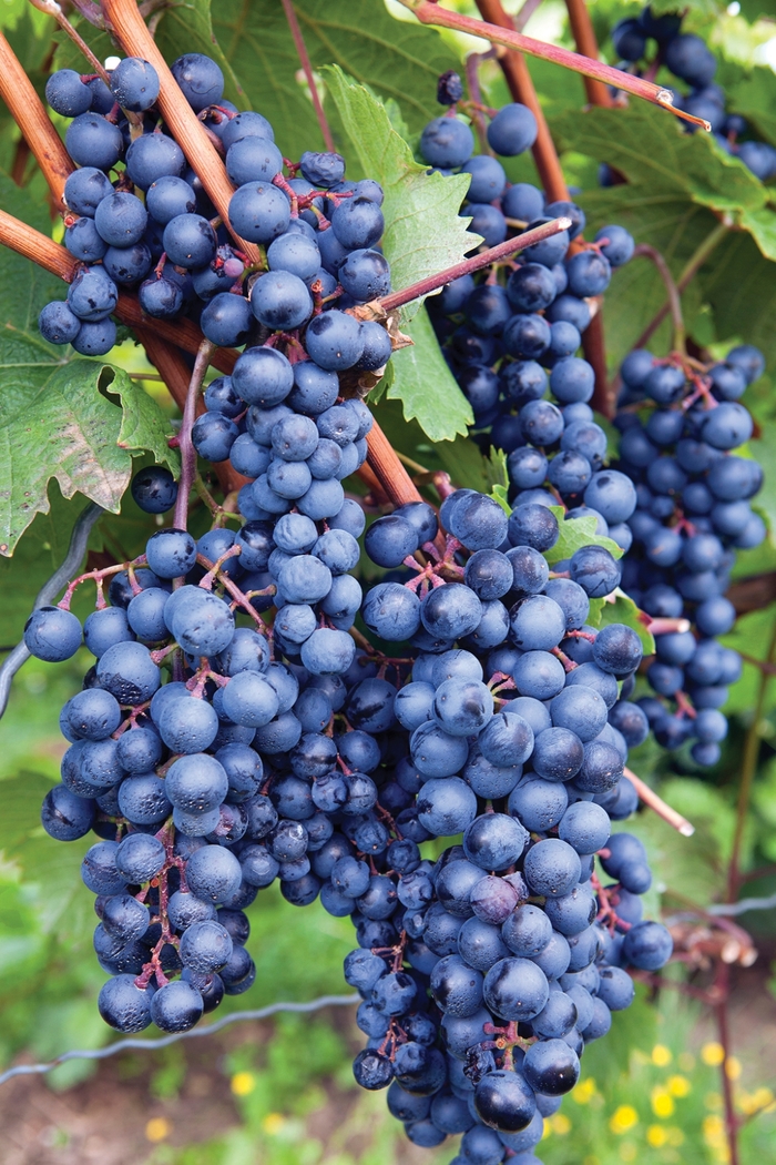 Grape - Vitis labrusca 'Blue Concord' 