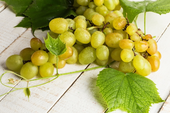 Grape - Vitis labrusca 'Himrod Seedless'
