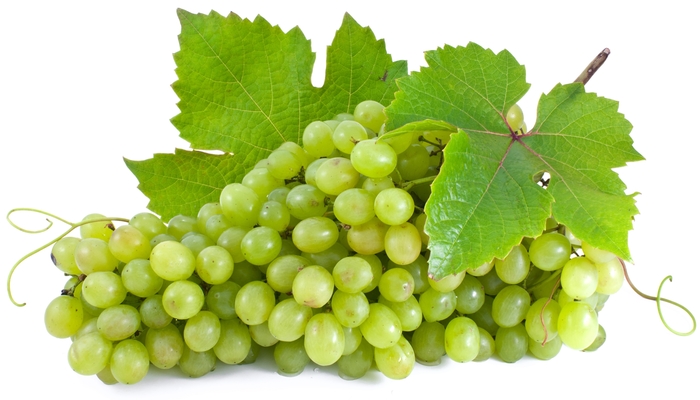 Grape - Vitis labrusca 'Niagara' 