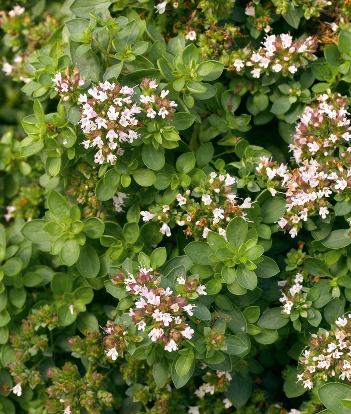 Oregano - Origanum vulgare 'Compactum' Oregano - Origanum vulgare 'Compactum'