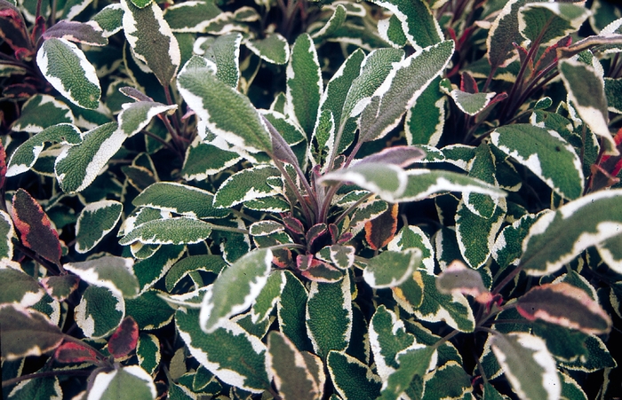 Sage - Salvia officinalis 'Tricolor'