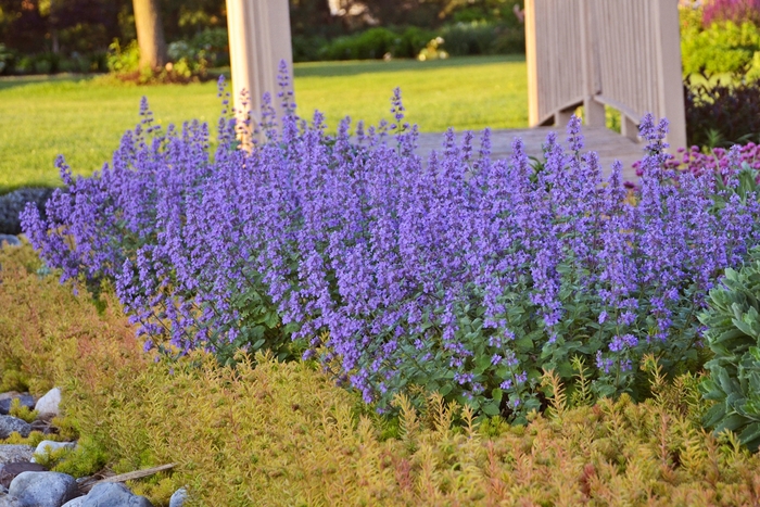 'Cat's Meow' Catmint - Nepeta faassenii 'Cat's Meow'