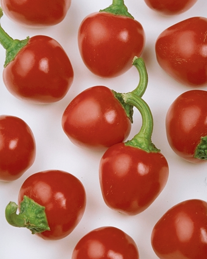 Pepper, Sweet Bell - Capsicum annuum 'Cherry Pick' 