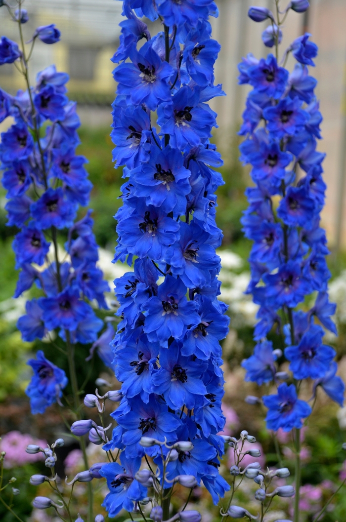 Delphinium Elatum Million Dollar Blue Larkspur Eberts Greenhouse 8584