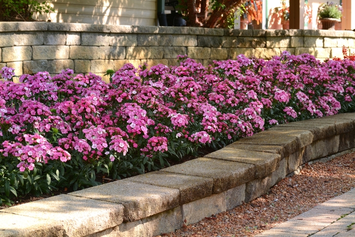 Jolt™ 'Pink Magic' - Dianthus (Interspecific Dianthus)