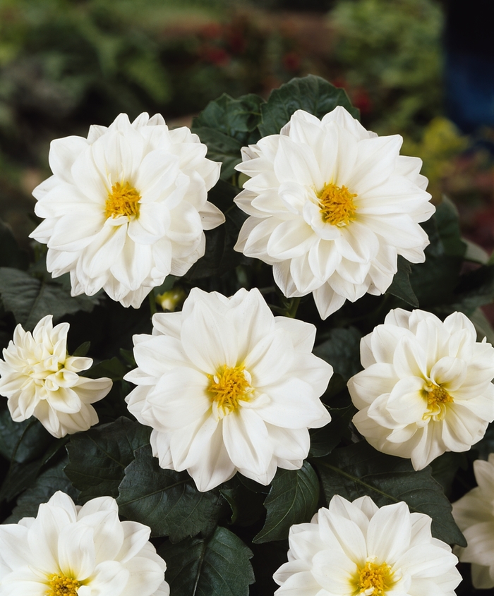 Dahlietta® Blanca - Dahlia Dahlietta® Blanca - Dahlia