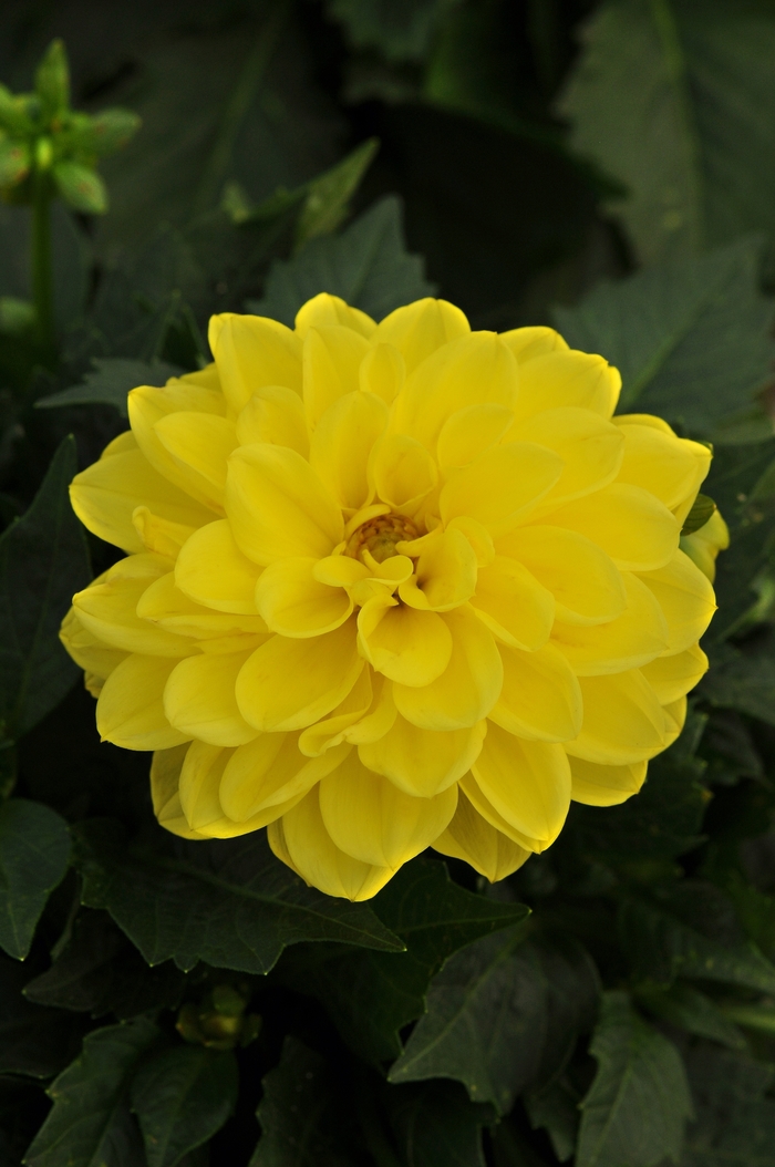 Dahlietta® Julia - Dahlia Dahlietta® Julia - Dahlia