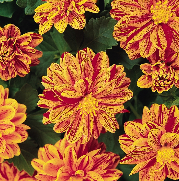 Dahlietta® Patricia - Dahlia Dahlietta® Patricia - Dahlia