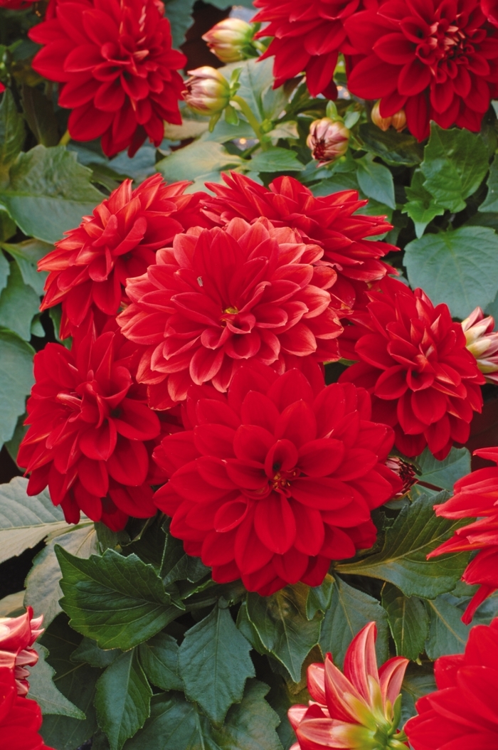 Dahlietta&reg; Tessy - Dahlia 