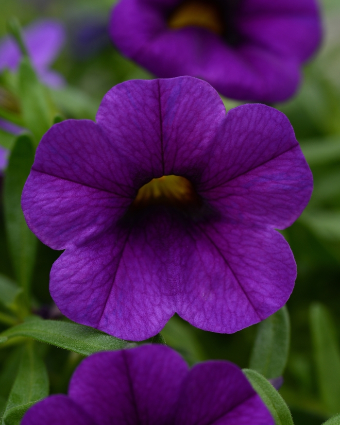 Conga™ Dark Blue Mini Petunia - Calibrachoa hybrida Conga™ Dark Blue Mini Petunia - Calibrachoa hybrida