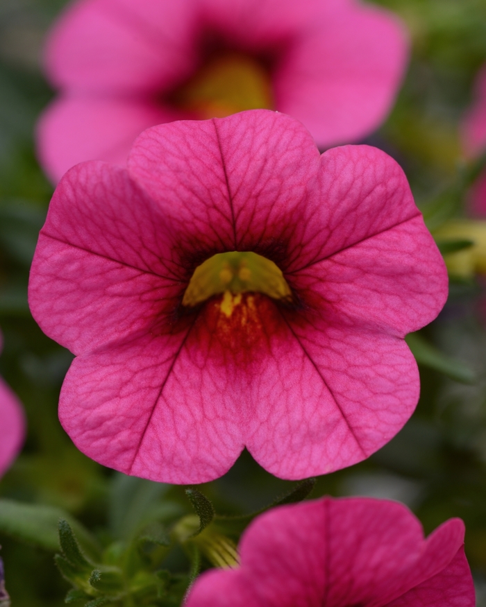 Conga™ Rose Mini Petunia - Calibrachoa hybrida Conga™ Rose Mini Petunia - Calibrachoa hybrida
