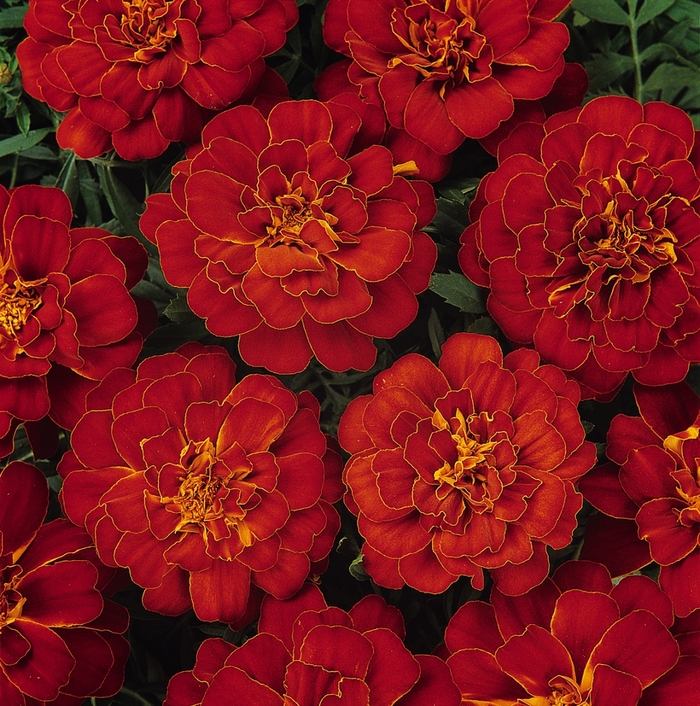 Marigold - Tagetes patula 'Durango Red'