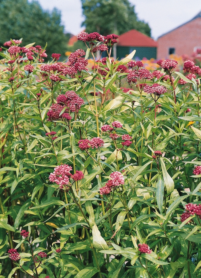 Butterfly Weed - Asclepias incarnata 'Soulmate'