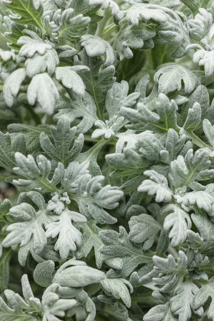 Wormwood - Artemisia stelleriana