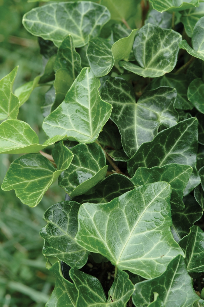 English Ivy - Hedera helix 'Thorndale'