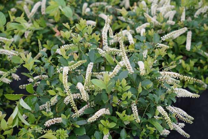 Scentlandia® - Itea virginica Scentlandia® - Itea virginica