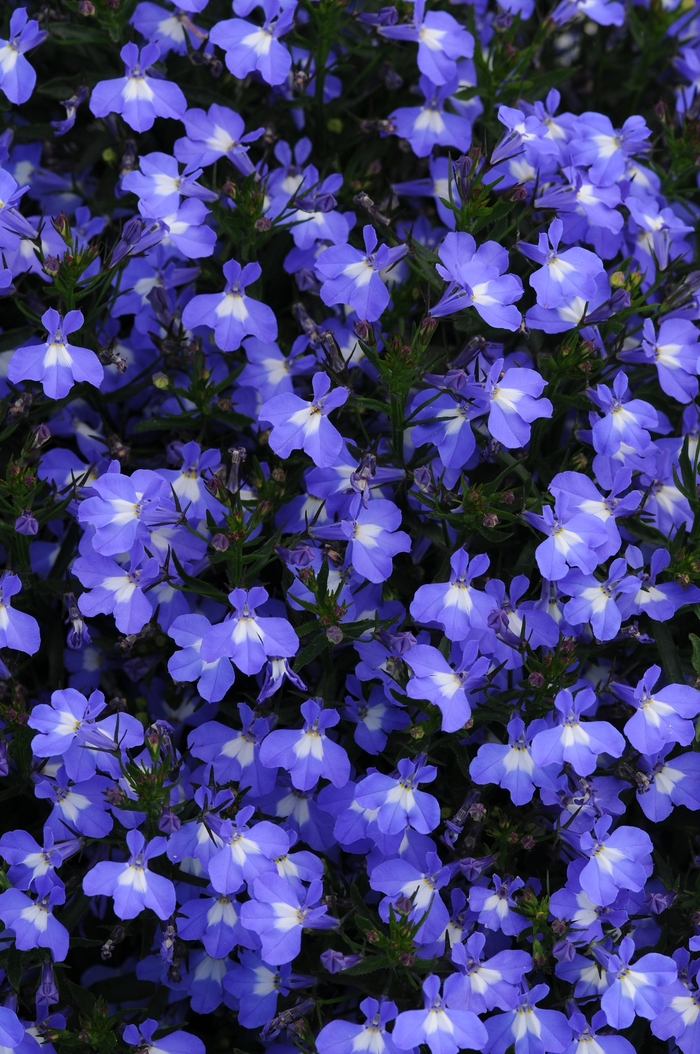 Early Springs™ Lobelia - Lobelia erinus 'Early Springs Blue Sky' Early Springs™ Lobelia - Lobelia erinus 'Early Springs Blue Sky'