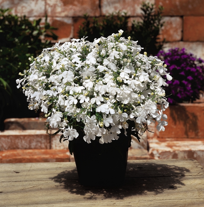 Riviera 'White' - Lobelia erinus