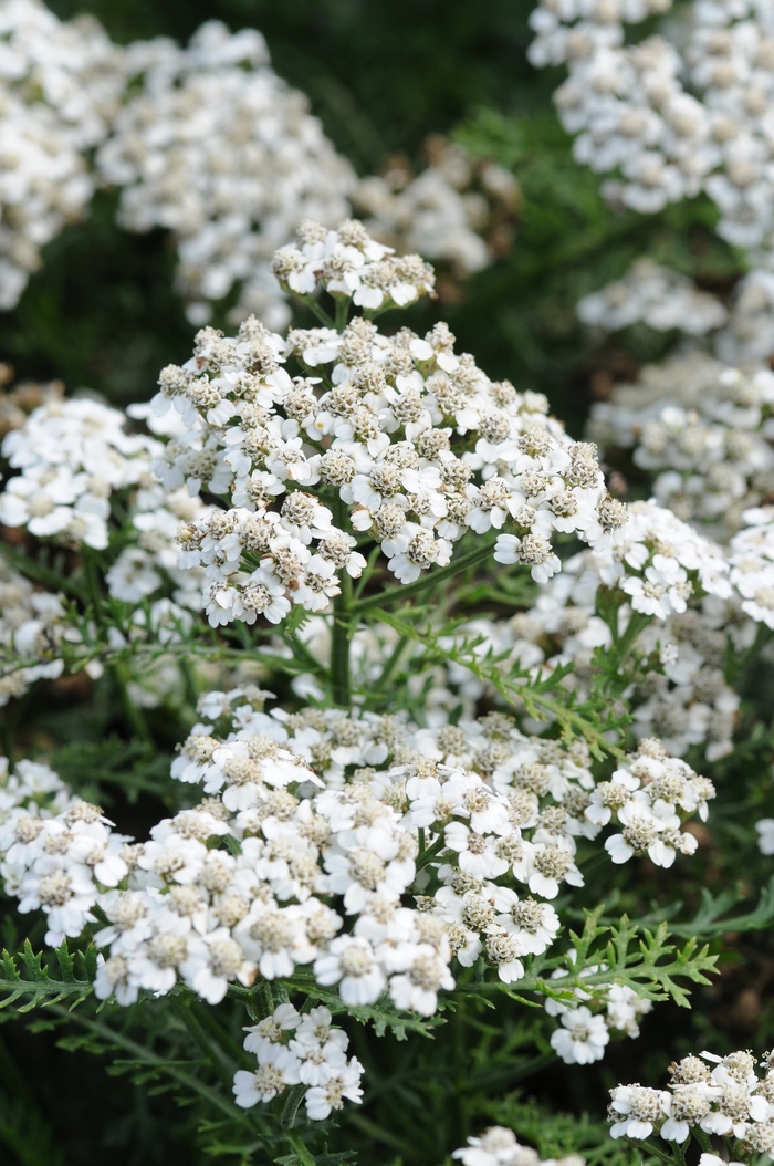 Yarrow - Achillea millefolium 'New Vintage™ White'