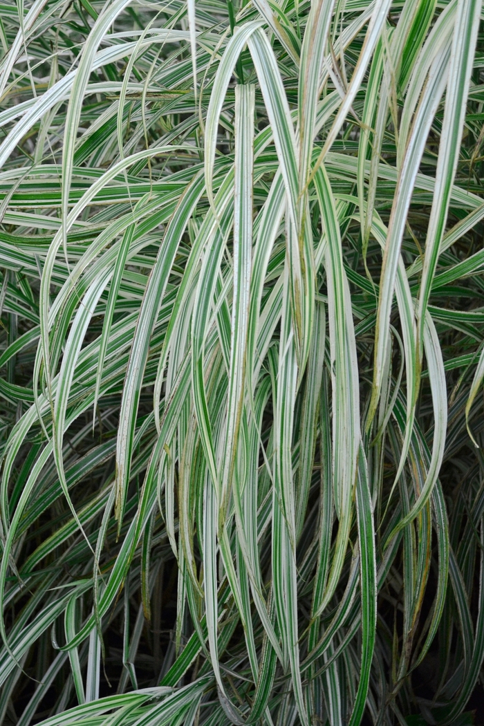 Maiden Grass - Miscanthus sinensis 'Dixieland'