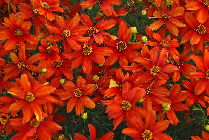 Tickseed - Coreopsis Sizzle & Spice® ''Crazy Cayenne''