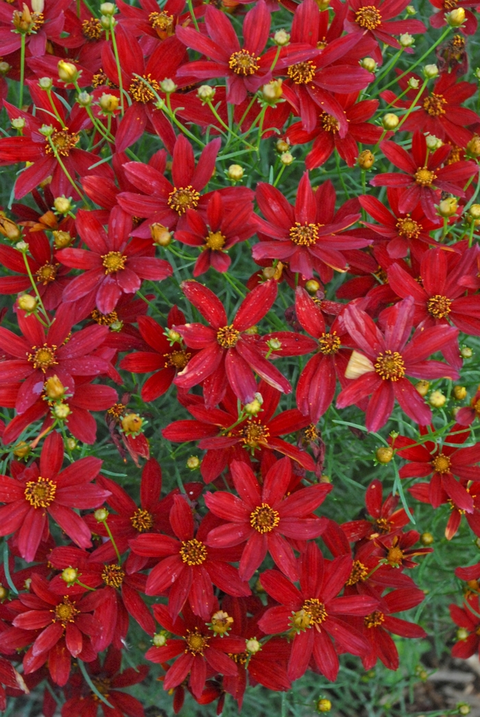 Tickseed - Coreopsis verticillata Sizzle & Spice™ Hot Paprika Tickseed - Coreopsis verticillata Sizzle & Spice™ Hot Paprika