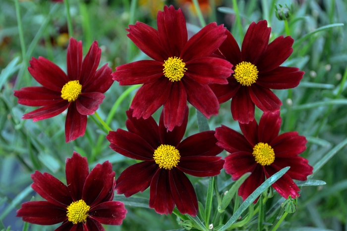 Tickseed - Coreopsis L'il Bang™ 'Red Elf'