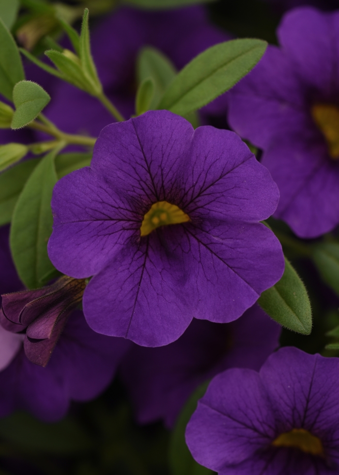 Cabaret&reg; Blue Midnight - Calibrachoa