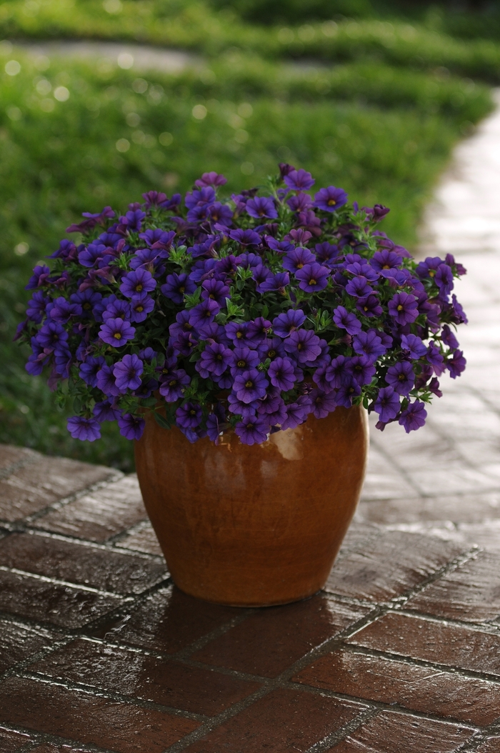 Cabaret® 'Deep Blue' - Calibrachoa (Trailing Petunia)