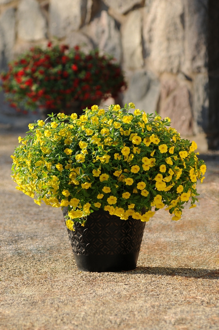 Cabaret® 'Deep Yellow' - Calibrachoa (Trailing Petunia)