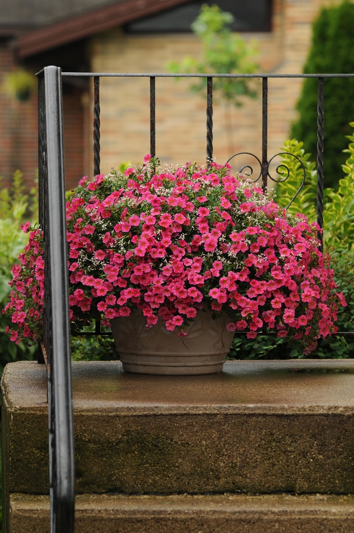 Cabaret® 'Hot Pink' - Calibrachoa (Trailing Petunia)