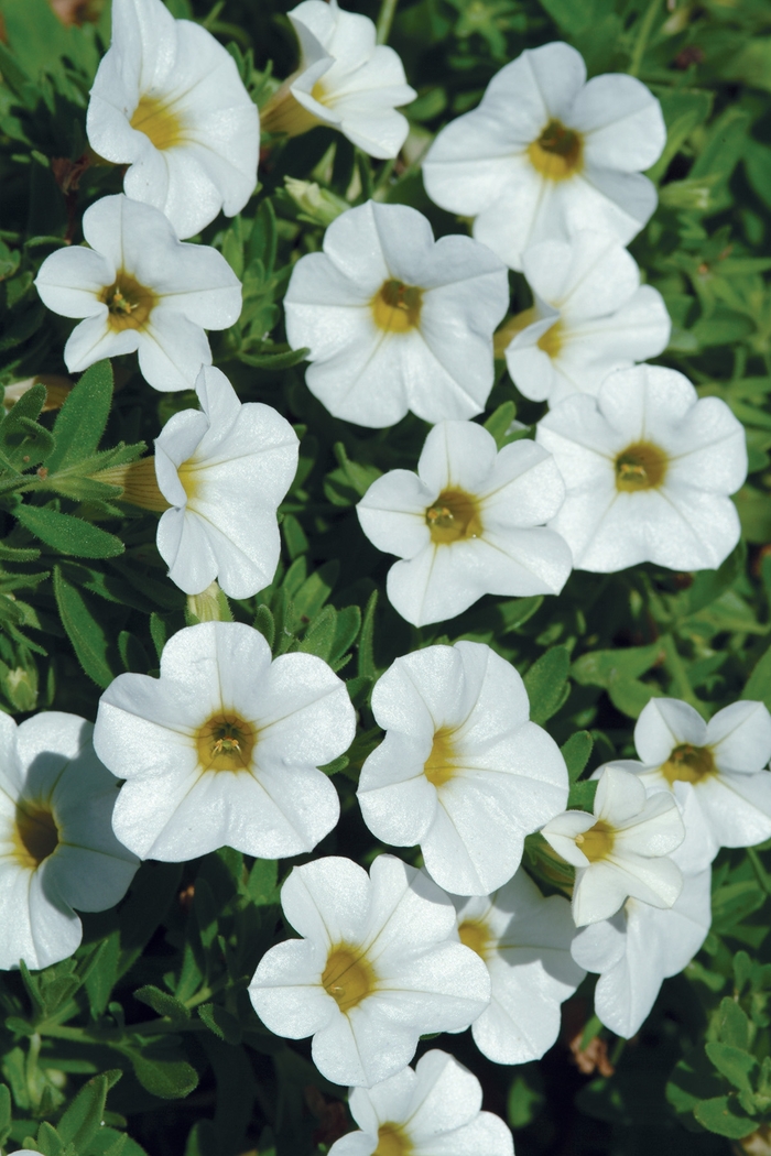 Cabaret® 'Bright White Improved' - Calibrachoa (Mini Petunia)