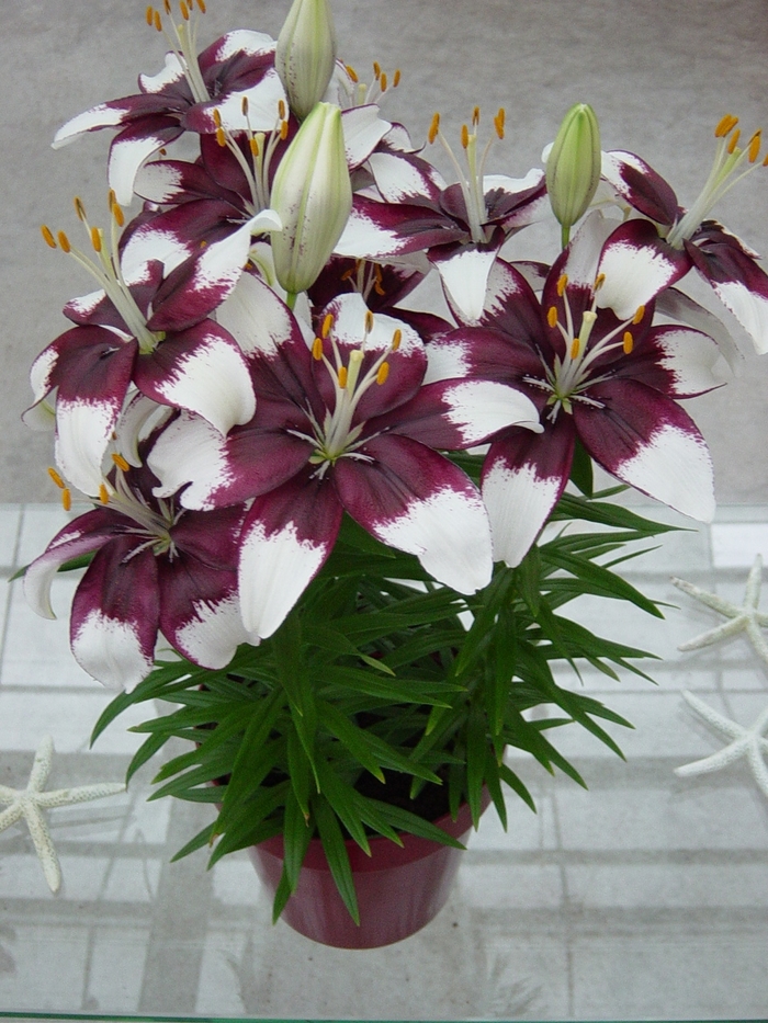 Asiatic Pot Lily - Lilium asiaticum 'Tiny Padhye'