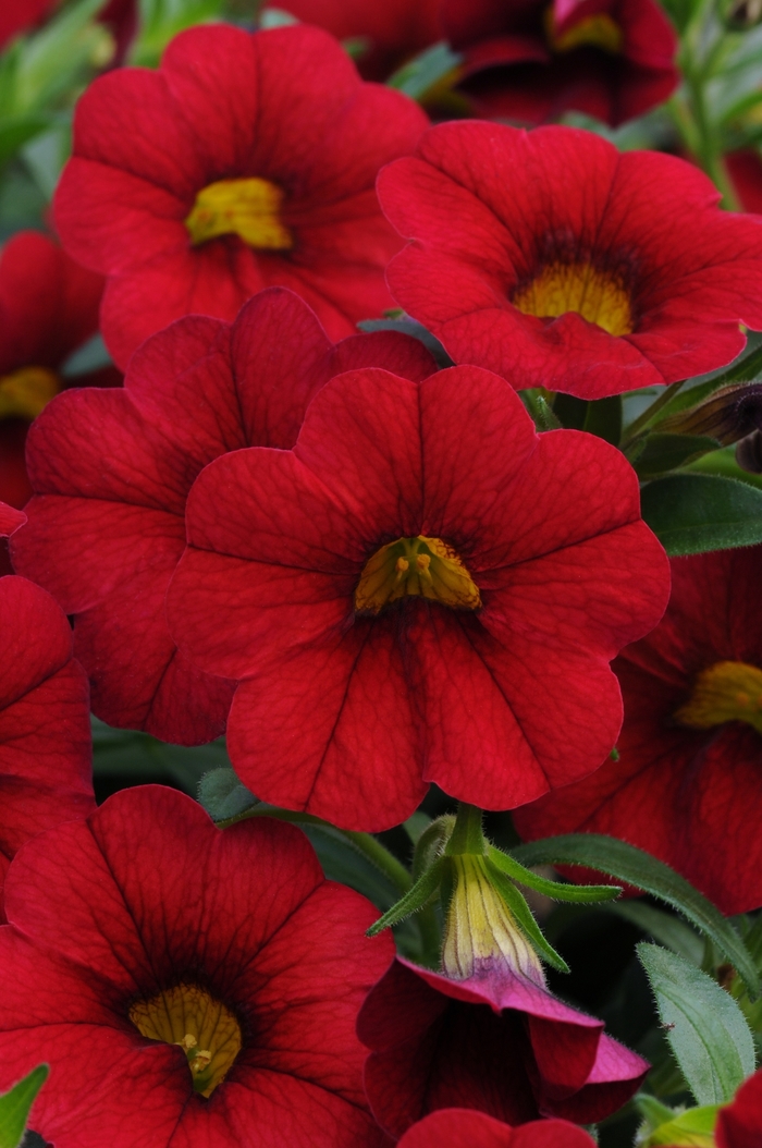 Calibrachoa x hybrida 'Minifamous Neo Vampire' | Calibrachoa | Ebert's ...