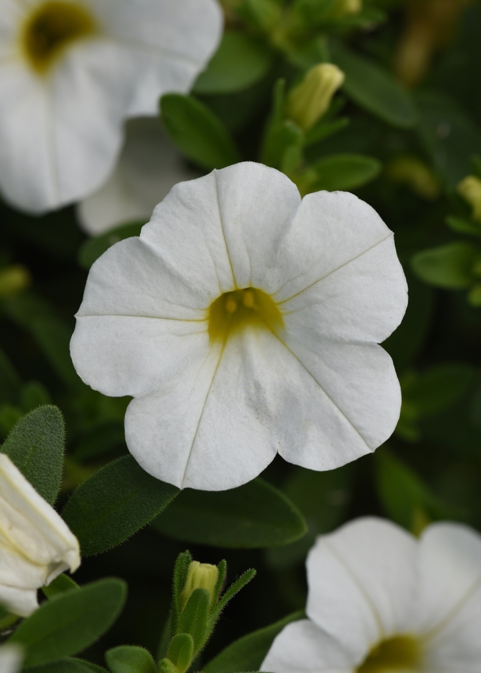 Calibrachoa (Mini Petunia) - Calibrachoa x hybrida 'Minifamous Uno White'