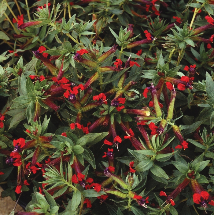 'Firecracker' - Cuphea purpurea