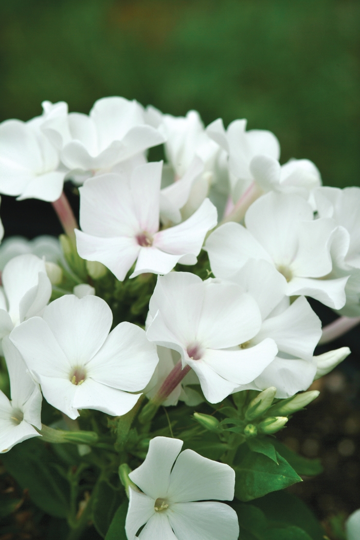 Garden Phlox - Phlox paniculata 'White Flame™'