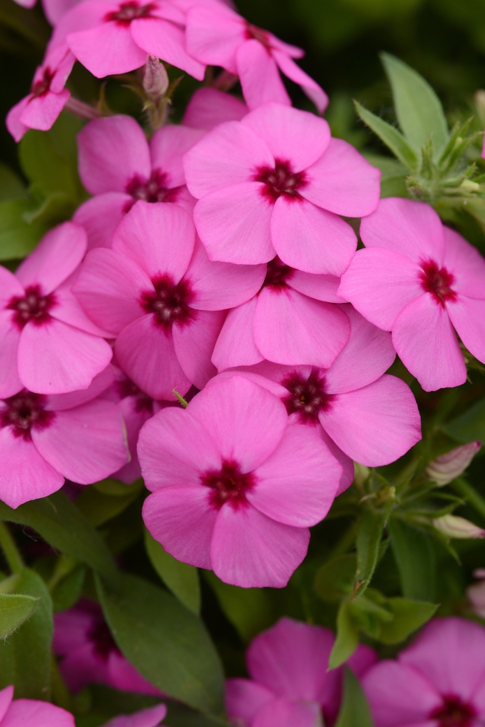 Gisele™ 'Pink' - Phlox ()