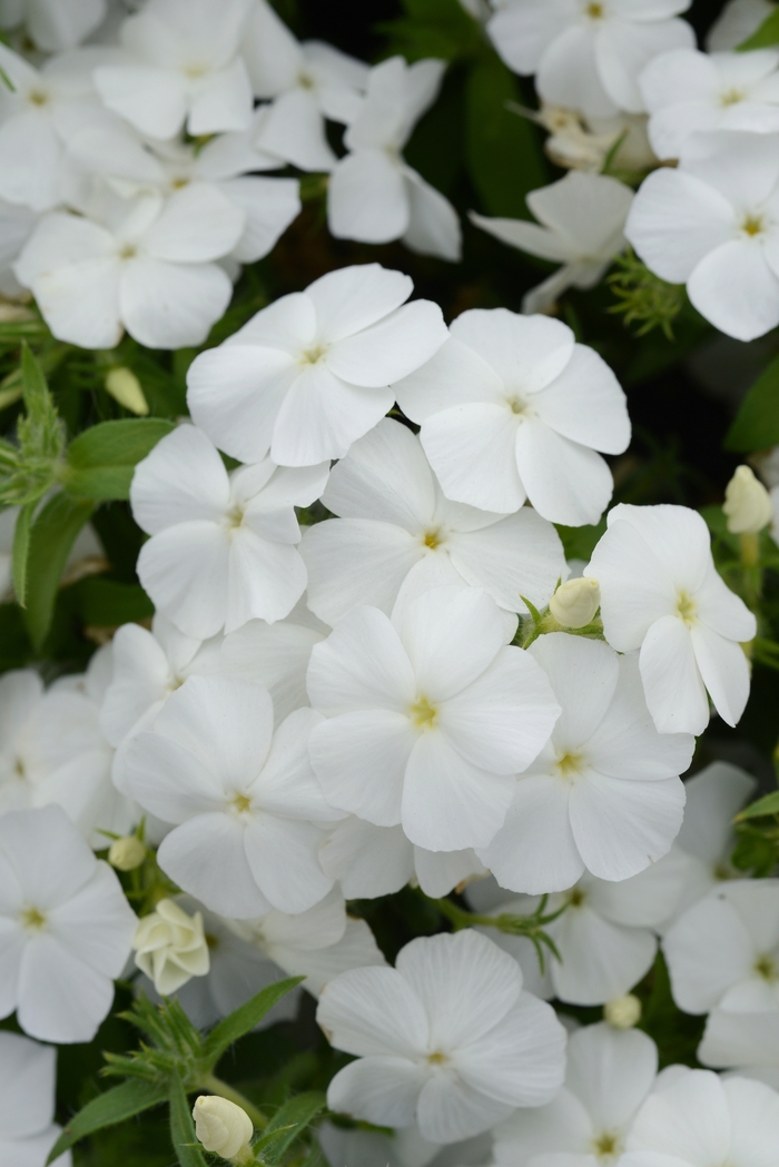 Phlox - Phlox cultivars 'Gisele™ White'