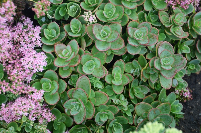 Stonecrop - Sedum 'SunSparkler Lime Zinger' Stonecrop - Sedum 'SunSparkler Lime Zinger'