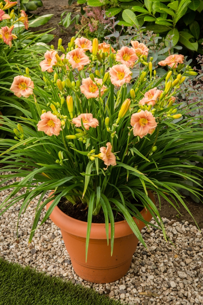EveryDaylily - Hemerocallis 'EveryDaylily Rose' EveryDaylily - Hemerocallis 'EveryDaylily Rose'