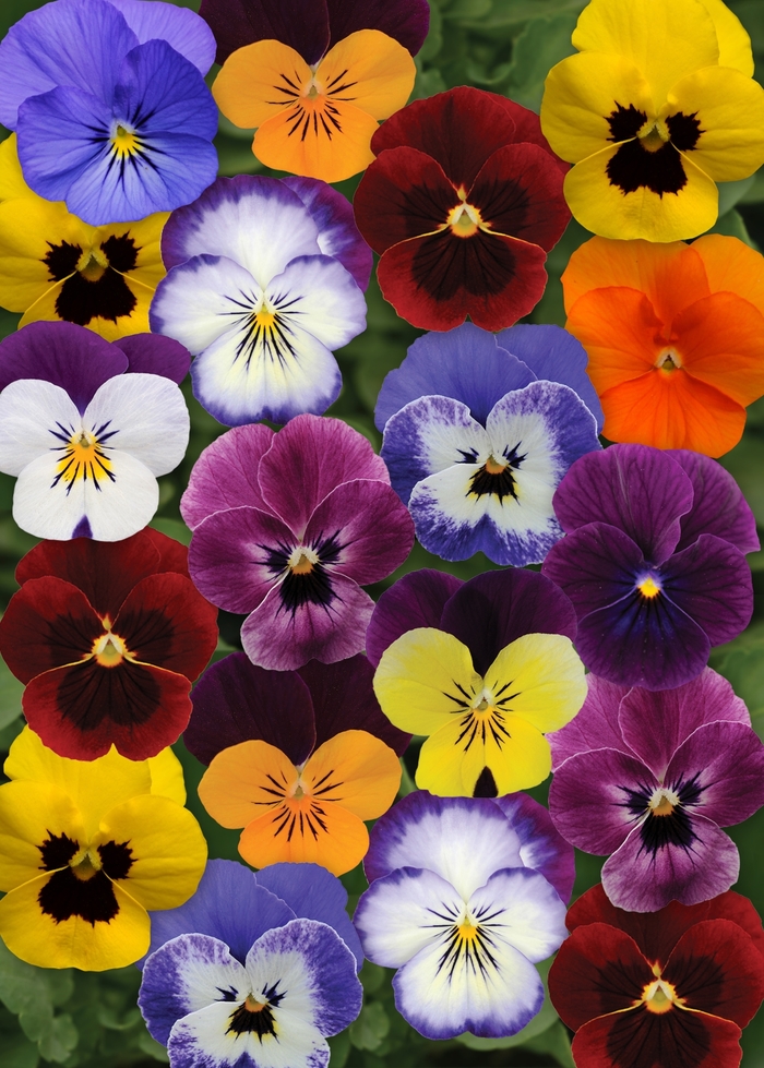 Sorbet® XP 'Autumn Select Mixture' - Viola cornuta (Pansy)