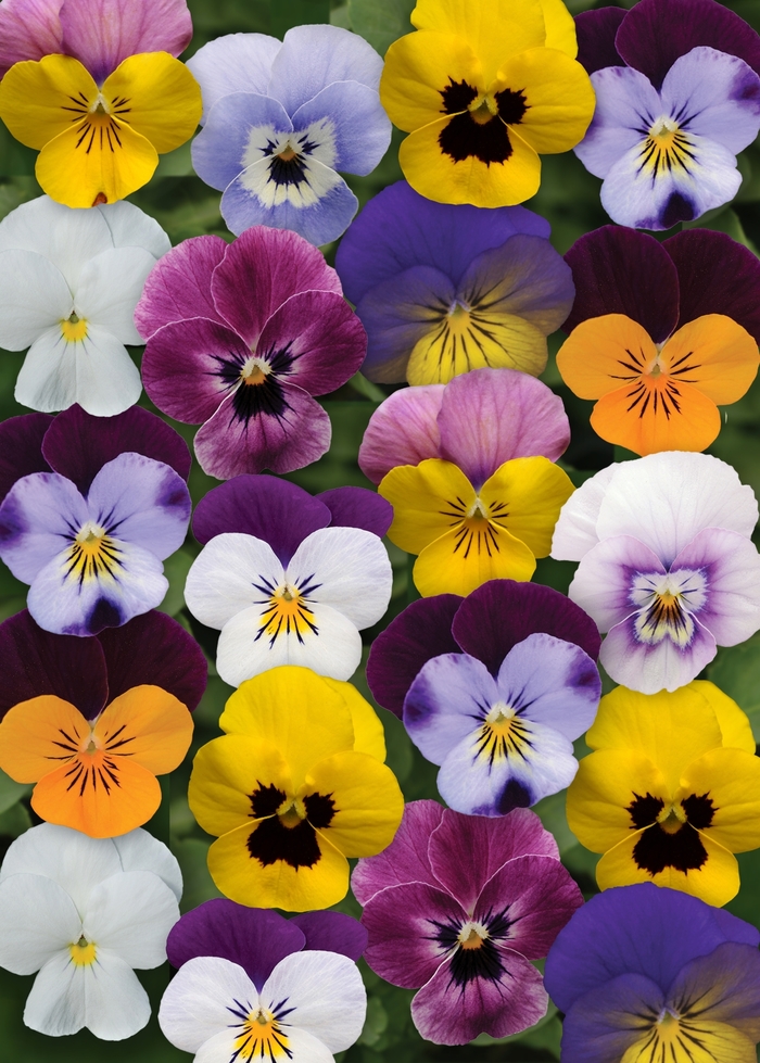 Viola - Viola cornuta Sorbet® XP 'Spring Select Mixture'